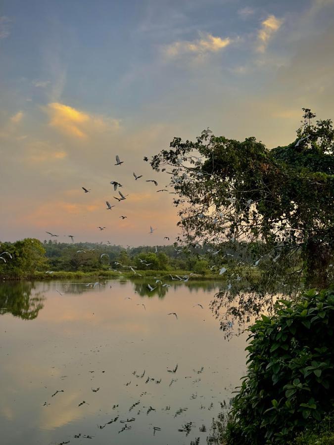 Ceylon Lodge - Airport Transit Hostel Negombo Ngoại thất bức ảnh